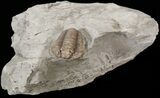 Inflated, Flexicalymene Trilobite - Ohio #40667-2